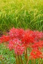 曼珠沙華